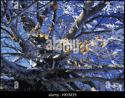 Buche im Spätherbst nach dem Einfrieren regen und Schnee. Stockfoto
