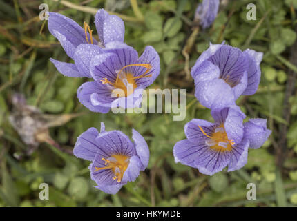 Berg Athos Krokus, Crocus Pulchellus in Blüte auf feuchten Oktobertag, östlichen Griechenland. Stockfoto