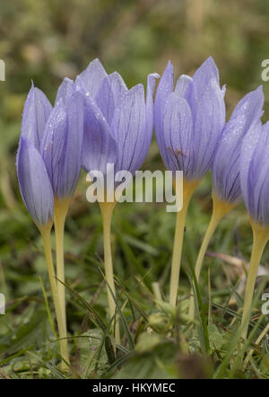 Berg Athos Krokus, Crocus Pulchellus in Blüte auf feuchten Oktobertag, östlichen Griechenland. Stockfoto