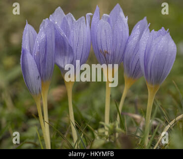 Berg Athos Krokus, Crocus Pulchellus in Blüte auf feuchten Oktobertag, östlichen Griechenland. Stockfoto