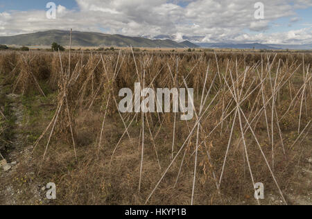 Große Bohnen oder griechische Riesenbohnen, wird aus biologischem Anbau am Prespa-Seen, Nordwest-Griechenland. Stockfoto