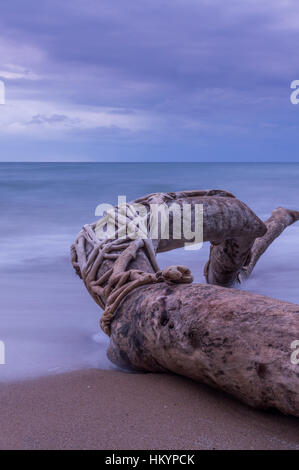 Treibholz am Strand-Langzeitbelichtung. Stockfoto