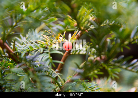 Eibe Baum Beere. Stockfoto