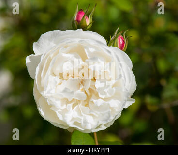 Weiße Rose in voller Blüte. David Austin "Winchester Cathedral". Stockfoto