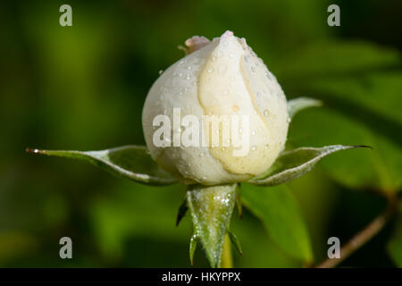 Weiße rose Knospe. David Austin "Winchester Cathedral". Stockfoto