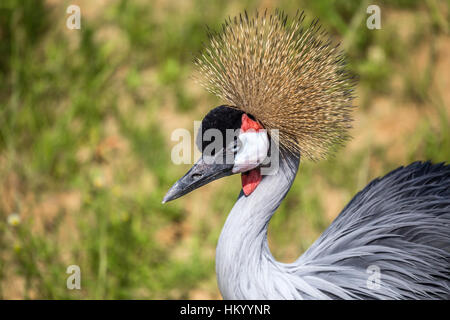 Gekrönter Kran oder Balearica pavonina Stockfoto