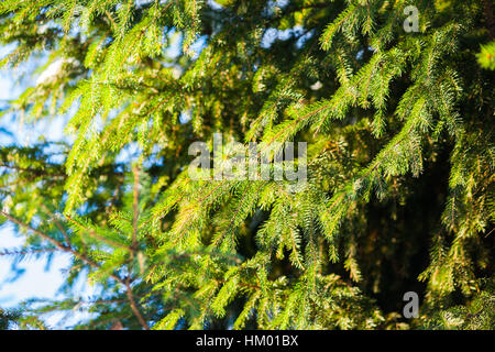 Grüne Fichte Baum Zweige und Nadeln vor dem Hintergrund der weichen blauen Himmel. Sonnigen Wintertag. Fröhliche Szene. Spiel von Licht und Schatten. Stockfoto