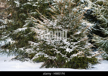 Schneebedeckten Fichten in einen Winterwald. Winter und Weihnachten Szene dunkel grünen, braunen und weißen Farben. Stockfoto