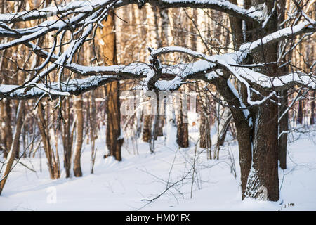 Schneebedeckte Eiche im Winterwald vor dem Hintergrund der sonnenbeschienenen Bäume und Sträucher. Winter und Weihnachten-Szene. Stockfoto