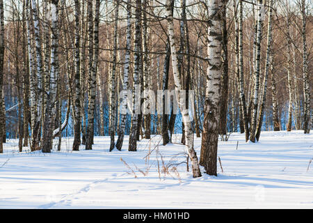 Birkenhain an einem sonnigen Wintertag. Weißen Neuschnee und langen blauen Schatten. Winter und Weihnachten-Szene. Stockfoto