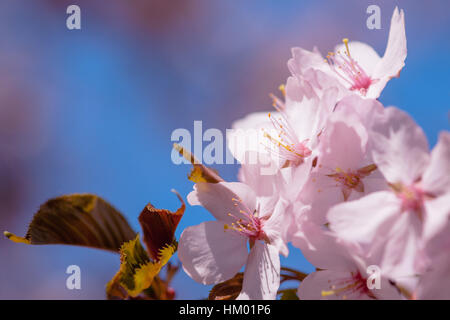 Blumenstrauß rosa japanische Kirsche - Sakura rosa und blauen Hintergrund der Kirschgarten im Frühjahr. Die Saison der beobachtete Sakura in voller blo Stockfoto