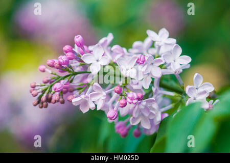 Frische weiche rosa und weiße Farbe lila Blumen vor dem Grün und rosa Hintergrund. Frühling in den Garten. Stockfoto