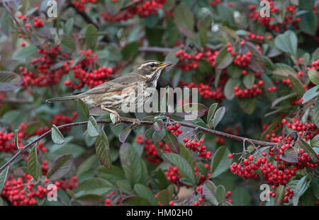 Redwing-Turdus Iliacus ernährt sich von Beeren Zwergmispel. Winter. Stockfoto