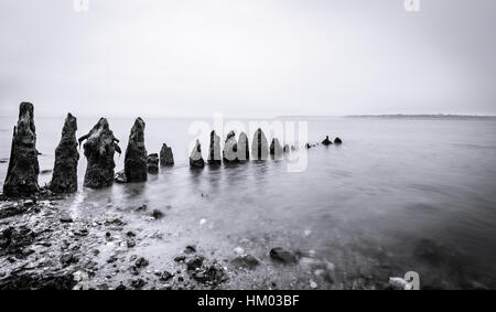 Haien Zähne Stockfoto