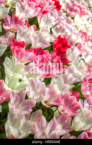 Schöner Blumenstrauß rosa Tulpen im Frühling Flora natürlichen Konzept Feld Stockfoto