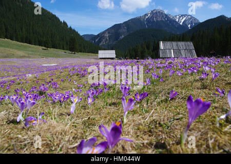 Krokusse in Chocholowska Tal, Tatra-Gebirge, Polen Stockfoto