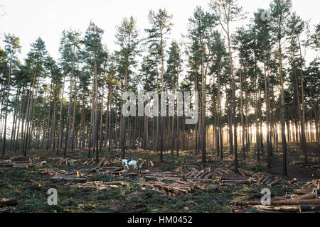 Pferd und Reiter zu Fuß durch Aspley Wald umgeben von gefällten Stämme. Stockfoto