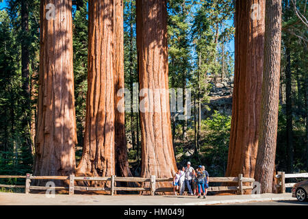 Familie nimmt Bilder vor gigantischen Sequoia Bäumen im Grant Grove im Kings Canyon Nationalpark, Kalifornien, USA. Stockfoto