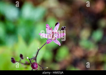 Tricyrtis Hirta dunkelviolett Stockfoto