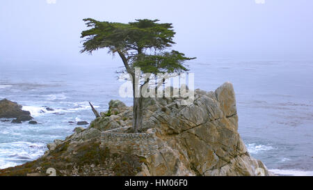 MONTEREY, Kalifornien, Vereinigte Staaten - 6. Oktober 2014: The Lone Cypress, gesehen von der 17 Mile Drive in Pebble Beach, CA USA, entlang der Pazifikküste-Landstraße, malerischen Blick Highway Nr. 1 Stockfoto