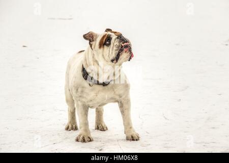 Serbien - englische Bulldogge Spaß auf einem zugefrorenen See Sava Stockfoto