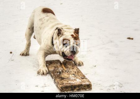 Serbien - englische Bulldogge Spaß auf einem zugefrorenen See Sava Stockfoto