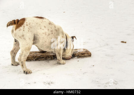 Serbien - englische Bulldogge Spaß auf einem zugefrorenen See Sava Stockfoto