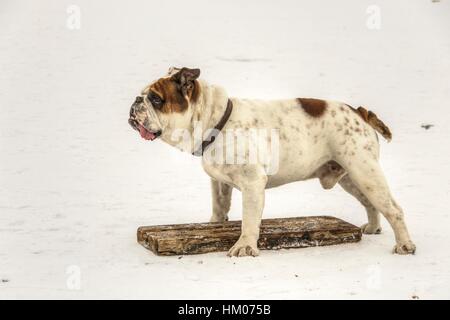 Serbien - englische Bulldogge Spaß auf einem zugefrorenen See Sava Stockfoto