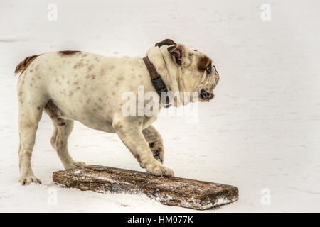 Serbien - englische Bulldogge Spaß auf einem zugefrorenen See Sava Stockfoto