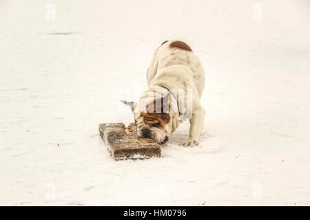 Serbien - englische Bulldogge Spaß auf einem zugefrorenen See Sava Stockfoto