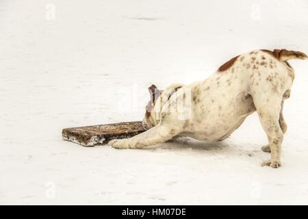 Serbien - englische Bulldogge Spaß auf einem zugefrorenen See Sava Stockfoto