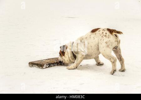 Serbien - englische Bulldogge Spaß auf einem zugefrorenen See Sava Stockfoto