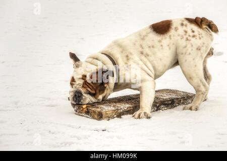 Serbien - englische Bulldogge Spaß auf einem zugefrorenen See Sava Stockfoto