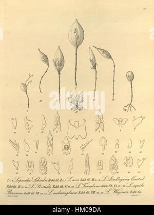 Diese botanische Illustration aus „Xenia“ Band 1 (1858) zeigt verschiedene Orchideenarten, darunter Lepanthes schiedei und andere, und zeigt das komplizierte Detail und das wissenschaftliche Interesse am Pflanzenleben im 19. Jahrhundert. Stockfoto