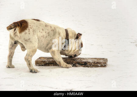 Serbien - englische Bulldogge Spaß auf einem zugefrorenen See Sava Stockfoto