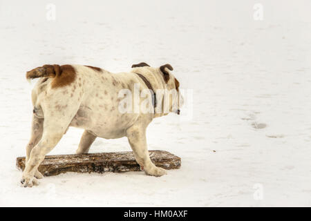 Serbien - englische Bulldogge Spaß auf einem zugefrorenen See Sava Stockfoto