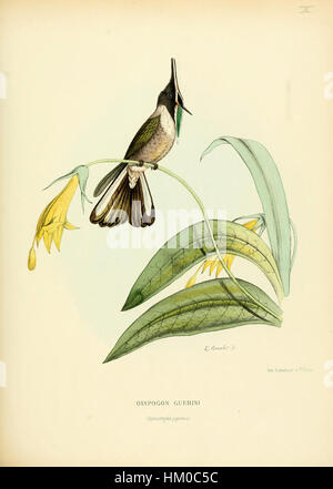 Eine Illustration aus dem historischen naturgeschichtlichen Buch *Histoire Naturelle*, in dem die Flora und Fauna dieser Zeit dargestellt wird. Das Kunstwerk zeigt detaillierte und genaue Darstellungen verschiedener Arten, die zum Studium der Natur in der Vergangenheit beitragen. Stockfoto