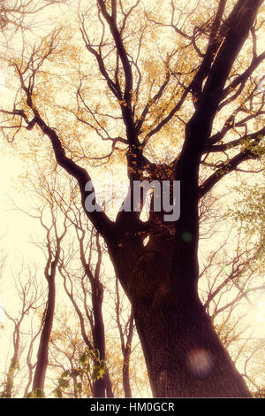 Eiche im Winter Herbstzeit von unten. Stockfoto