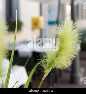 XANTEN, Deutschland - 7. September 2016: Detailansicht auf die Blumendekoration eines Restaurants Stockfoto