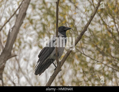Mit Kapuze Krähe, Corvus Cornix, thront auf Zweig. Stockfoto