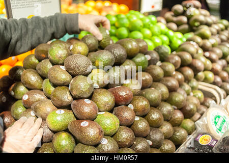 Mexiko, Avocados in den neuen Whole Foods Market gegenüber dem Bryant Park in New York am Eröffnungstag Samstag, 28. Januar 2017 gewachsen. Der Store in Midtown Manhattan ist der 11. Filiale in der Stadt eröffnen. Das Geschäft hat eine große Auswahl an Fertiggerichten aus einer vielfältigen Gruppe von Anbietern im Markt.  (© Richard B. Levine) Stockfoto