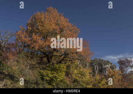 Montpellier-Ahorn, Acer Monspessulanum, in Herbstfärbung, Vikos-Schlucht, Griechenland. Stockfoto