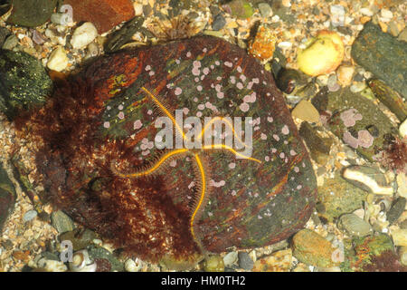 Gemeinsame Bittlestar - Ophiothrix fragilis Stockfoto