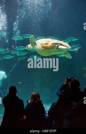 Besucher genießen den Blick auf eine Ausstellung der Ozean Fauna an zwei Ozeanen Aquarium Cape Town, South Africa Stockfoto