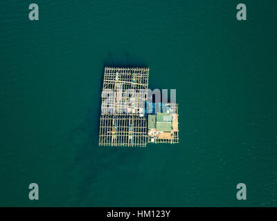 Luftaufnahme des landwirtschaftlichen Anbau von Muscheln, Portugal Stockfoto