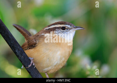 Carolina Zaunkönig (Thryothorus sich) thront auf der Pole. Stockfoto