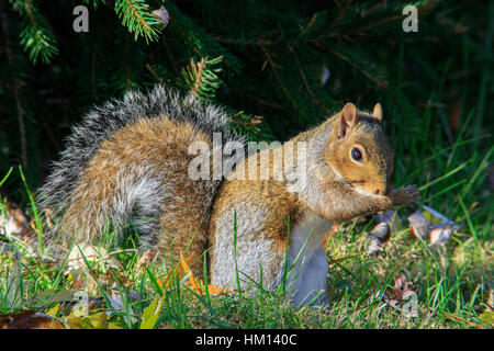 Östliche graue Eichhörnchen (Sciurus Carolinensis) Pflege selbst auf Rasen Stockfoto