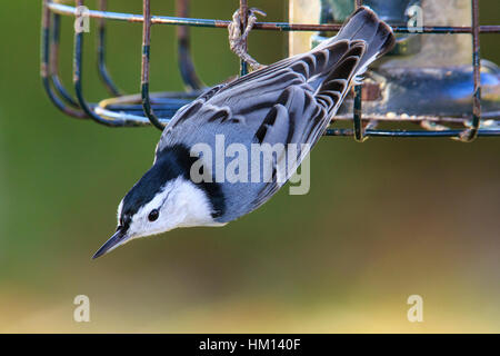 Weißer-breasted Kleiber (Sitta Carolinensis) ein Vogelhäuschen hängen. Stockfoto