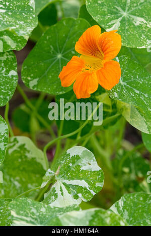 Kapuzinerkresse Blume (Tropaeolum Majus) Stockfoto