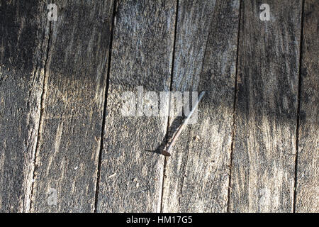 Bent Nagel im Holz Stockfoto